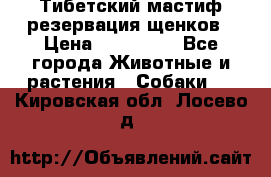 Тибетский мастиф резервация щенков › Цена ­ 100 000 - Все города Животные и растения » Собаки   . Кировская обл.,Лосево д.